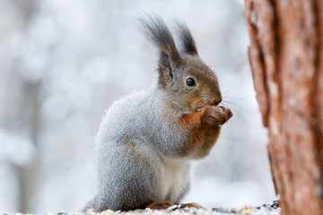 Naklejka na ściany i meble Gray squirrel on tree in winter park