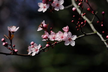 Fototapeta na wymiar Branch of prunus serrulata japanese cherry in the spring garden