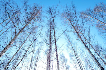 Sky and forest