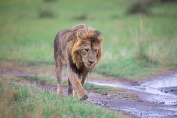 Walking lion