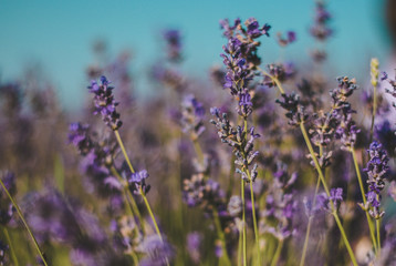 Fototapeta premium Lavender close up 