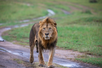 Walking lion