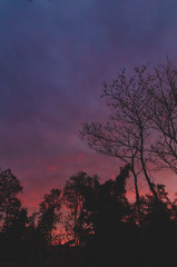 Fototapeta premium silhouette of a tree