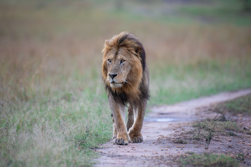 Walking lion