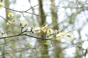 Catkins 2