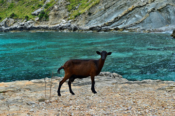  Wild tamed goat is looking and walking on the rock next to the turquoise sea water in Cala Figuera