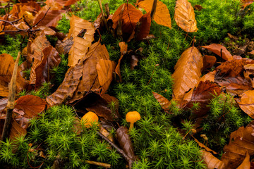 カラフルな日本の秋