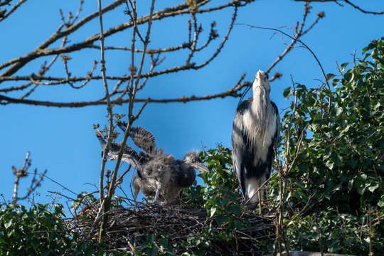 Nesting Great Blue Heron with offspring on a nest