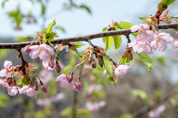 北陸の公園に咲く河津桜