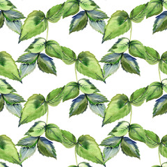Seamless pattern with raspberry leaves. Watercolor illustration