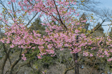 北陸の公園に咲くカンザクラ
