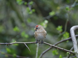 lesser redpoll (Acanthis cabaret) perched on branch in woodland