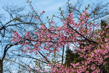 北陸の公園に咲くカンザクラ