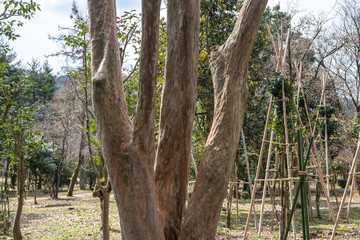 Fototapeta premium 味わいある公園の樹木の幹