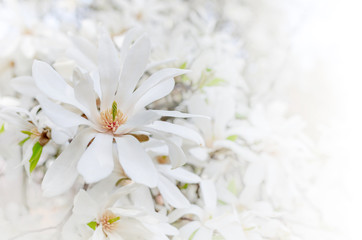 Magnolia Flower on Magnolia Tree.