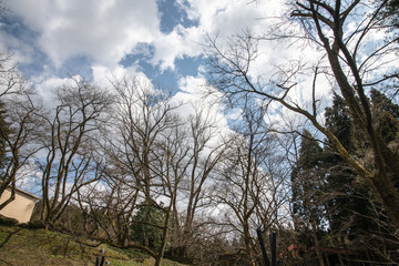 Fototapeta na wymiar 早春の林と青い空　白い雲