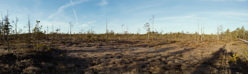 swamp in the morning