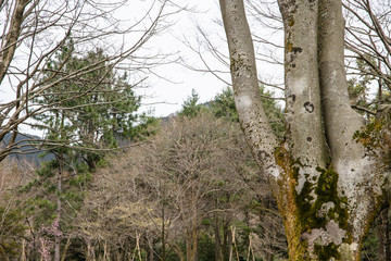 味わいある公園の樹木の幹