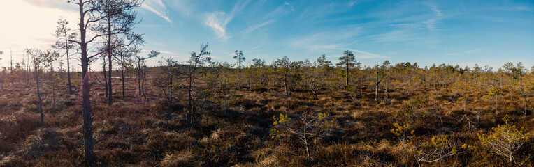 swamp in the morning