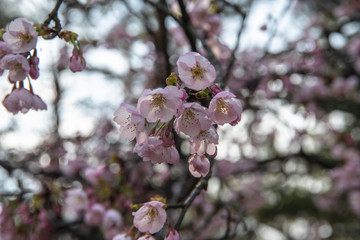 北陸の公園に咲くカンザクラ