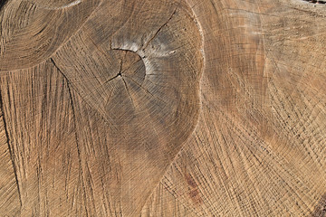 cut tree background texture