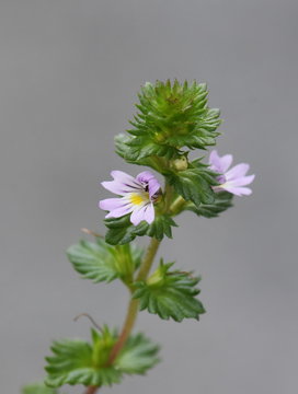 The small wildflower herb drug eyebright Euphrasia stricta