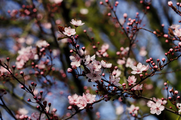 Branch of prunus serrulata japanese cherry in the spring garden