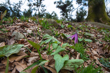 公園のカタクリ　まもなく開花します