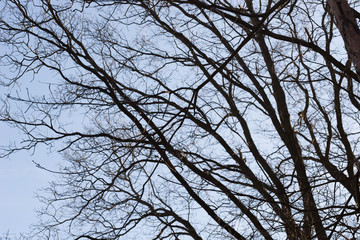 bare tree branches on blue sky background