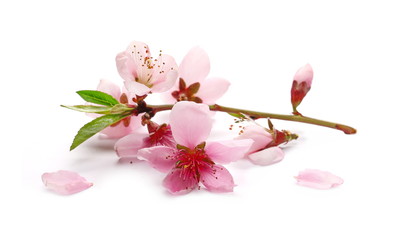 Naklejka premium Spring flowers isolated on white, with clipping path