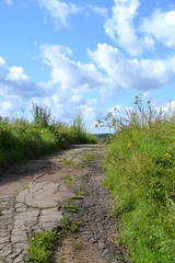 road in the field