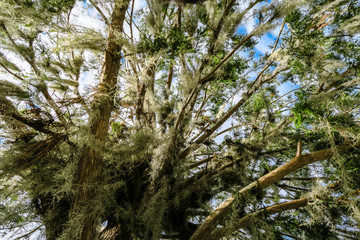 Florida Spanish Moss