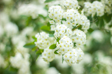 Many beautiful white flowers on a branch, blurred background