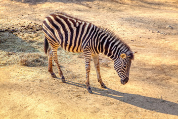 Fototapeta na wymiar zebra foal in the sunny day 
