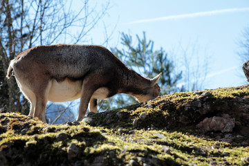 Obraz premium Chamois female on the rocks