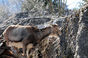 Obraz premium Chamois female between rocks