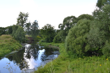 Fototapeta premium river in the forest