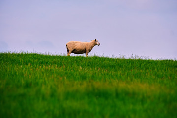 Schaf 5