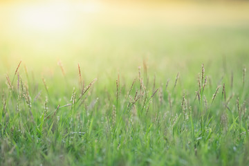 Close up beautiful view of nature green grass on blurred greenery tree background with sunlight in public garden park. It is landscape ecology and copy space for wallpaper and backdrop.