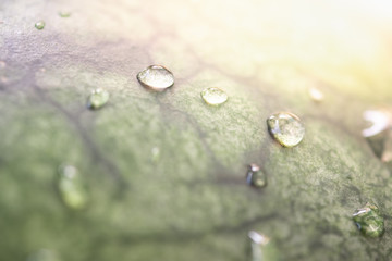 Beautiful droplet on green leaf with morning sunlight. Droplet and leaf texture background...