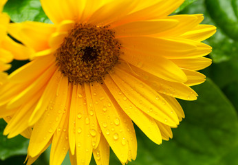 Beautiful blooming gerbera is blooming. Yellow Gerbera daisy macro with water droplets on the petals. Flower background.