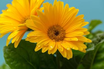 Beautiful blooming gerbera is blooming. Yellow Gerbera daisy macro with water droplets on the petals. Flower background.