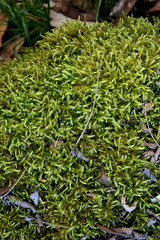 grunge texture of old weathered wood