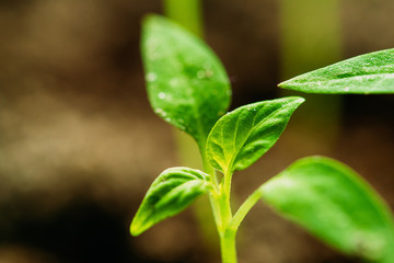 Small Organic Pepper Plants Growing On Garden Bed Plantation In Spring Season. Green Sprouts With Leaves Growing From Soil. Spring, Concept Of New Life. Agricultural Season