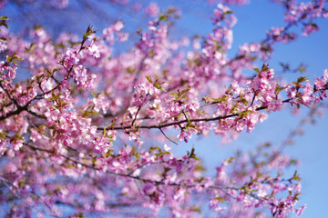 Cherry blossoms and blue sky - one day in Japan