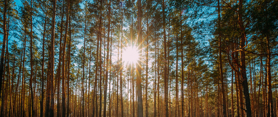 Beautiful Sunset Sun Sunshine In Sunny Spring Coniferous Forest. Sunlight Sun Rays Shine Through Pine Woods In Forest Landscape