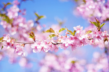 Cherry blossoms and blue sky - one day in Japan