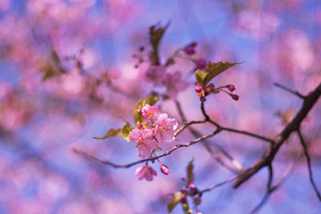 Cherry blossoms and blue sky - one day in Japan