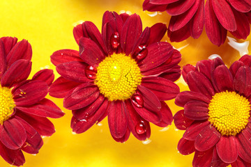 Dark red flowers on a water yellow background. Copy space. Top view