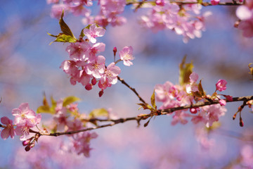 Cherry blossoms and blue sky - one day in Japan